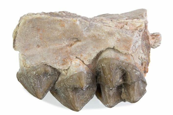 Fossil Oreodont (Merycoidodon) Jaw Section - South Dakota #375507